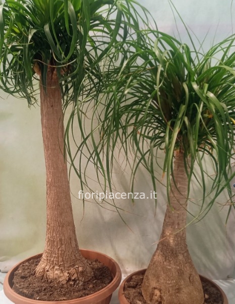 La beucarnea,detta volgarmente