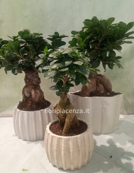 Pianta di bonsai,