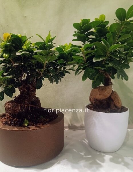 Pianta di bonsai,